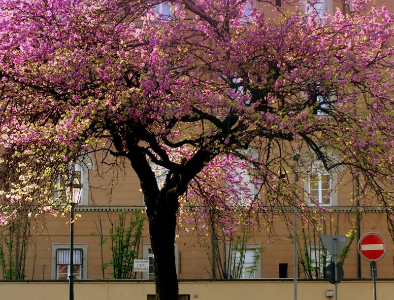 the Tree in the city