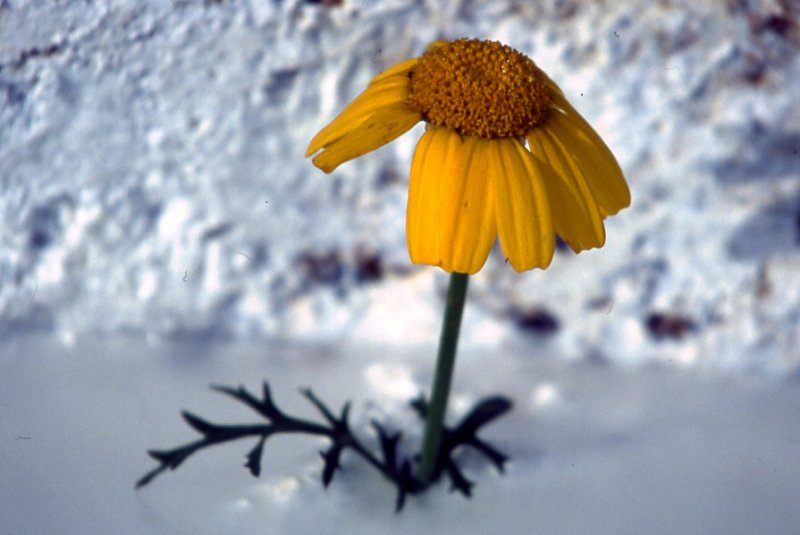 yellow daisy