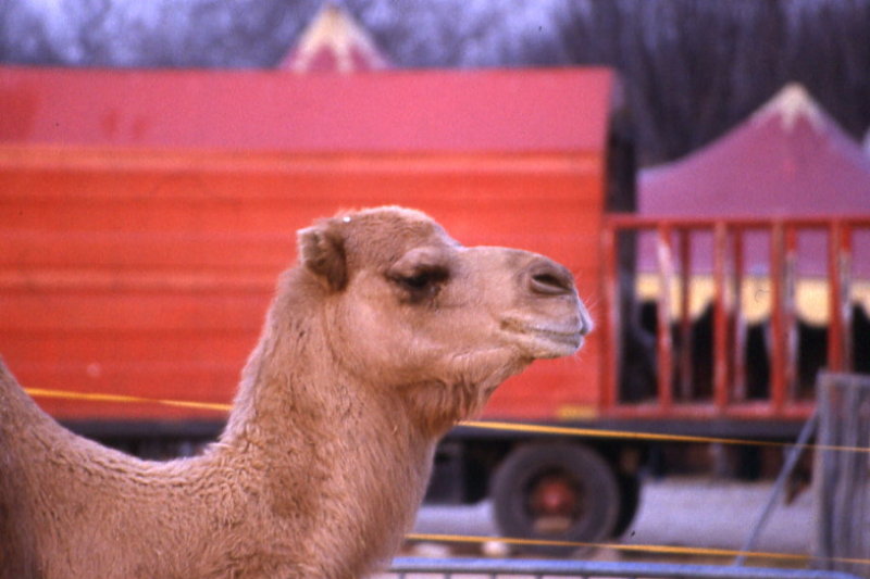 American Circus