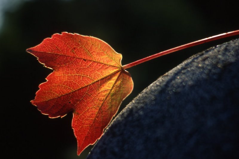 red leaf