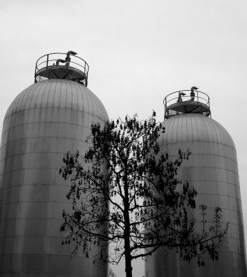 the Tree and two tanks