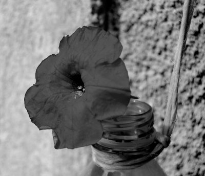 flower in bottle