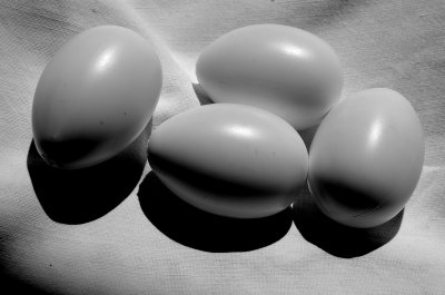 eggs