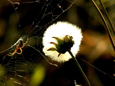 spider-flower