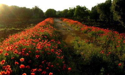 the road of poppies