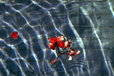 In swimming pool