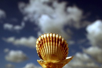 shell