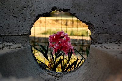 oleanders