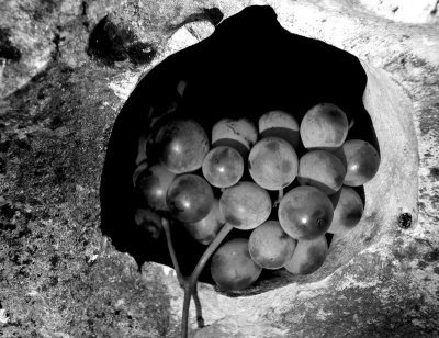 grapes