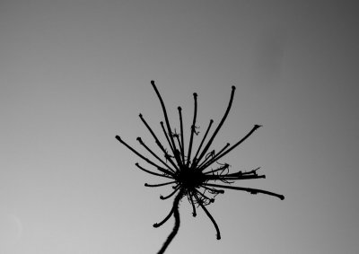 dry flower