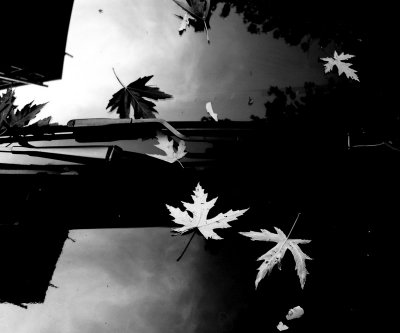 september leaves