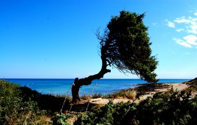 carved from the wind