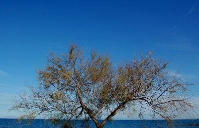 the tree and the sea