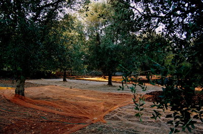 olives  harvesting