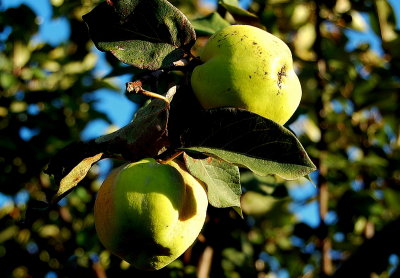 quinces