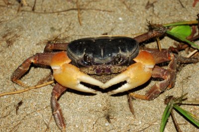 Nov 3  Fresh Crab!