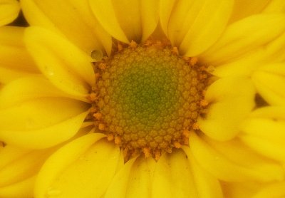 Nov 11  Yellow Chrysanthemum