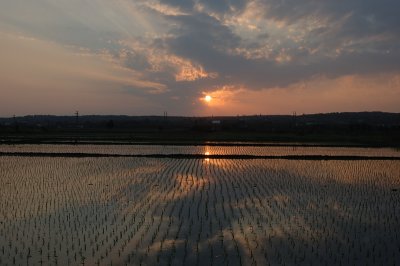 Dec 28  Sunset over rice paddies