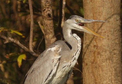 Jan 31    The return of the Grey Heron