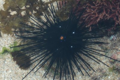 Mar 24  Spiny sea urchin
