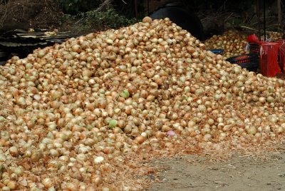 Mar 27  Onions