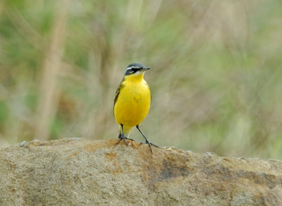 Apr 25  Yellow Wagtail
