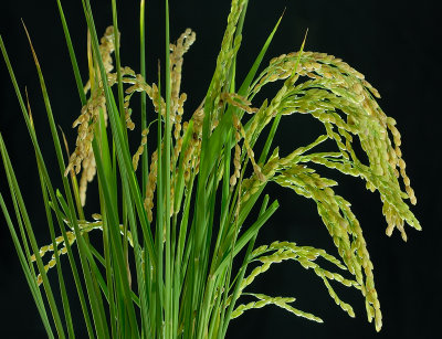 May 5    Rice