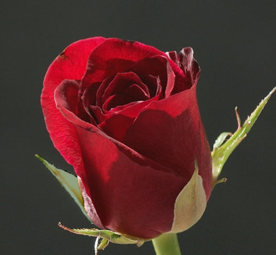 May 14    One of Mommie's roses...