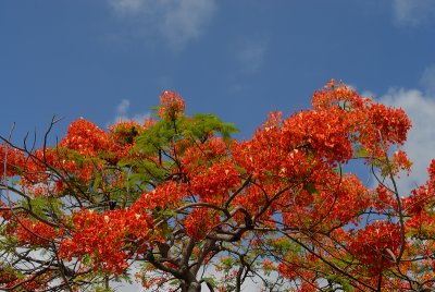 May 16   Phoenix Tree