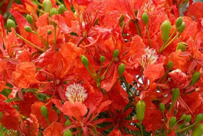 May 19    Phoenix tree...closeup