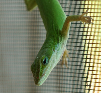 Sept 10 Green anole lizard