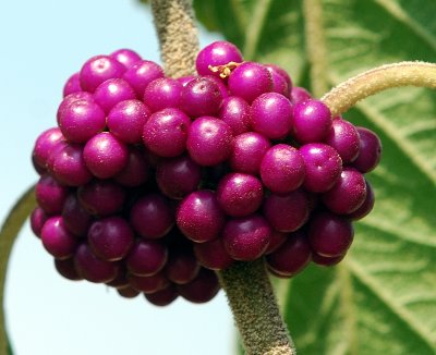Sept 12  Profusion Beautyberry