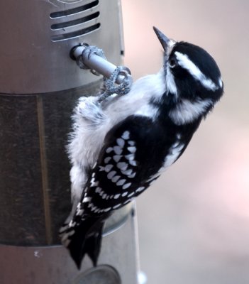 Sept 24  Female Downy Woodpecker