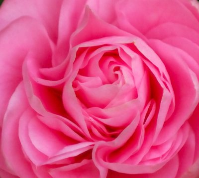 Dec 14  Camellia