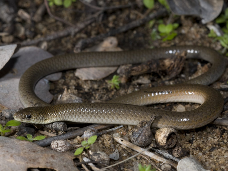 Delma tincta