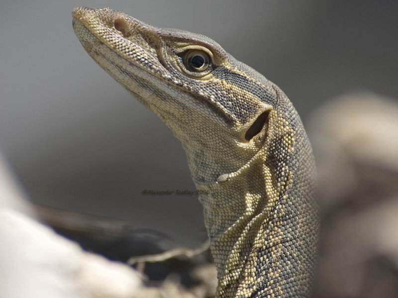 Sand Goanna, Varanus gouldii