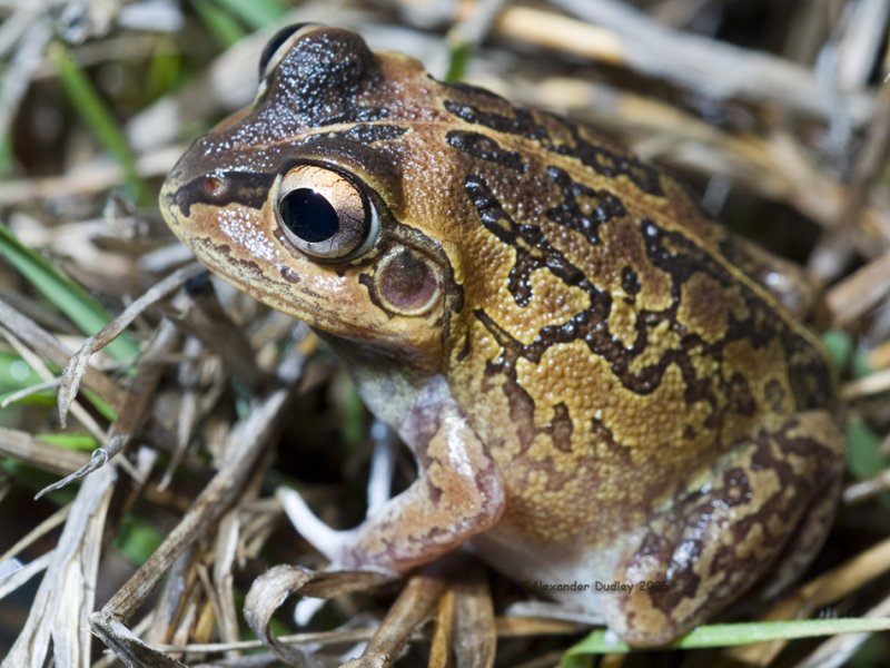 Short-footed Burrowing frog, Cyclorana brevipes