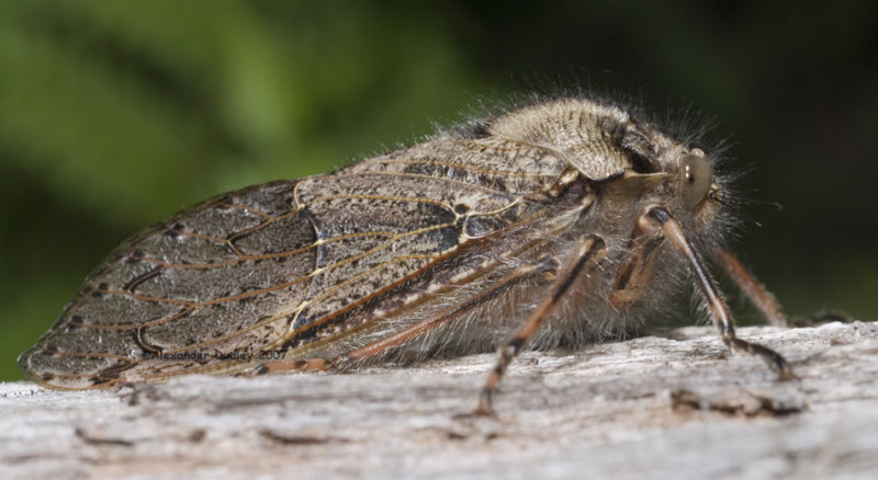 Hairy Cicada, Tettigarcta tomentosa