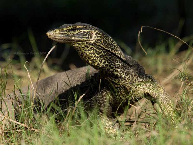 Floodplains goanna, Varanus panoptes