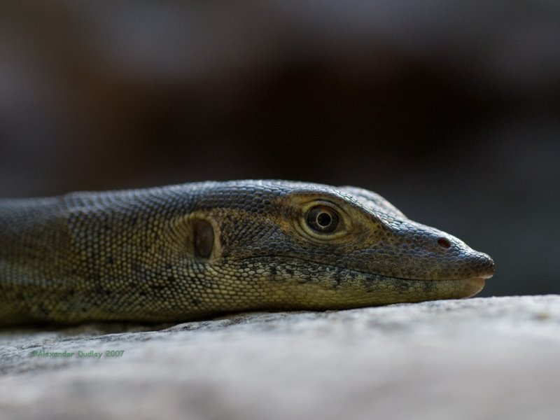 Mertens Water Monitor, Varanus mertensi