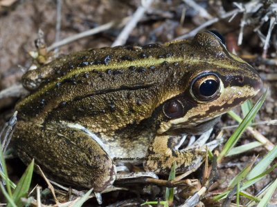 Cyclorana: Water-holding frogs