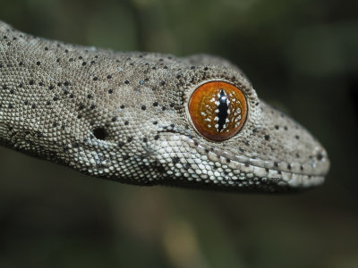 Eastern Spiny-tailed gecko, Strophurus williamsi