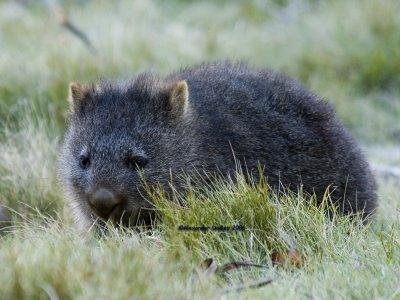 Juvenile wombat