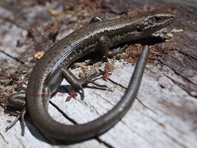 Mountain Skink, Carinascincus orocryptus