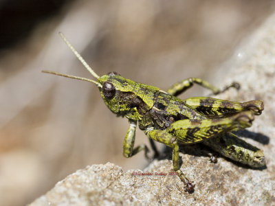Tasmaniacris tasmaniensis