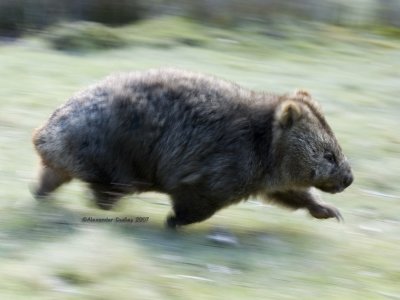 Speeding wombat