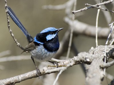 Superb Fairy Wren