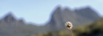 Buttongrass.jpg