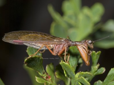 Mantis fly, Campion sp.
