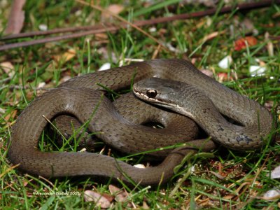 White-lipped snake, Drysdalia coronoides